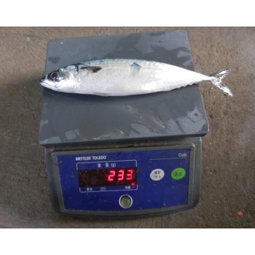 Fish Fish Pacific MacKerel Taille 200 300G